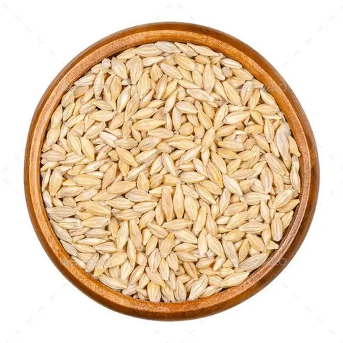 Premium wholesale Jowar sorghum seeds white bold Neemuch Manish Enterprises
